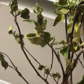 Photo of the plant species Miami Supreme Gardenia by @ZingBabycroton named Robert Plant on Greg, the plant care app