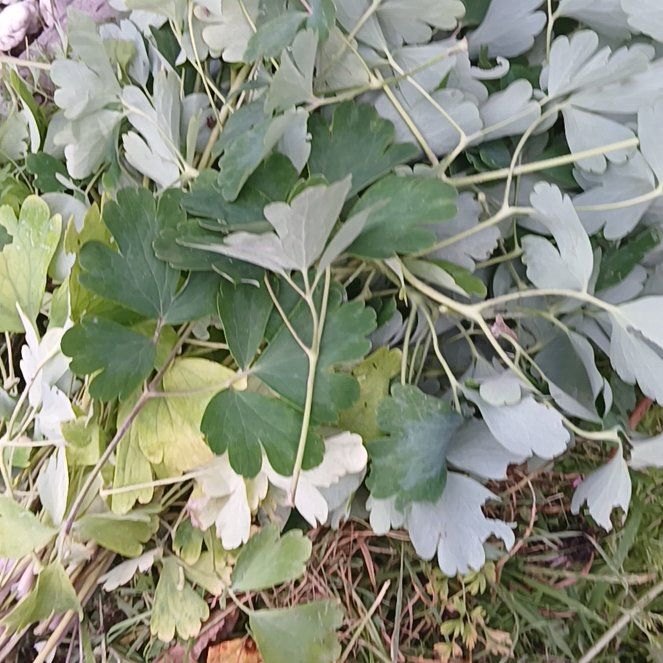 Photo of the plant species Common Columbine by @YeveButterbush named Queen on Greg, the plant care app