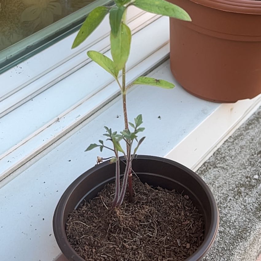 Photo of the plant species Parry's Dwarf-Sunflower by @SublimeChollipo named Anne on Greg, the plant care app