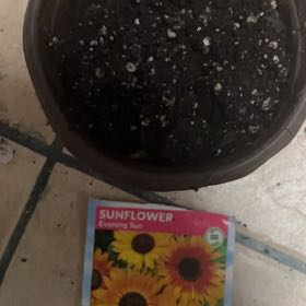 Photo of the plant species Evening Sun Sunflower by @SublimeChollipo named Denali on Greg, the plant care app