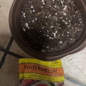 Plant care for Pea on Greg, the plant care app