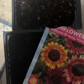 Photo of the plant species Common Sunflower 'Russian Mammoth' by @SublimeChollipo named Rosa on Greg, the plant care app