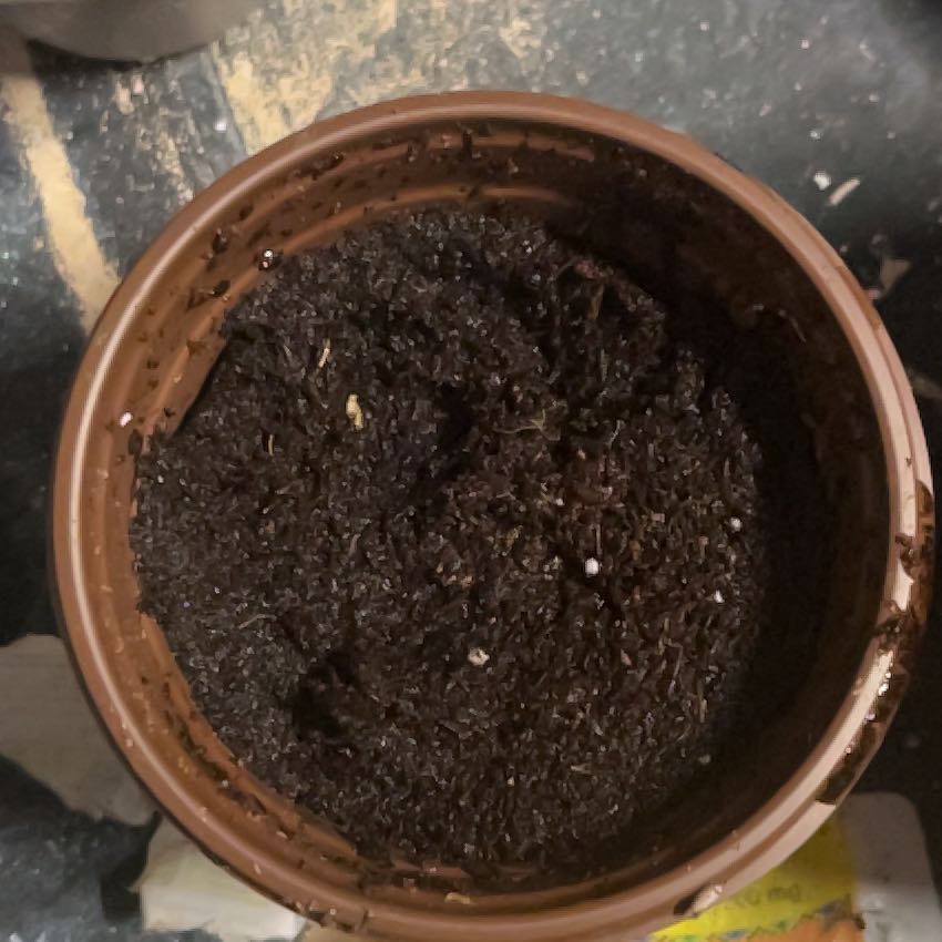 Photo of the plant species Hungarian Wax Pepper by @SublimeChollipo named Sir Plancelot on Greg, the plant care app