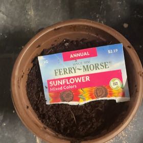 Photo of the plant species Evening Sun Sunflower by @SublimeChollipo named Remington on Greg, the plant care app