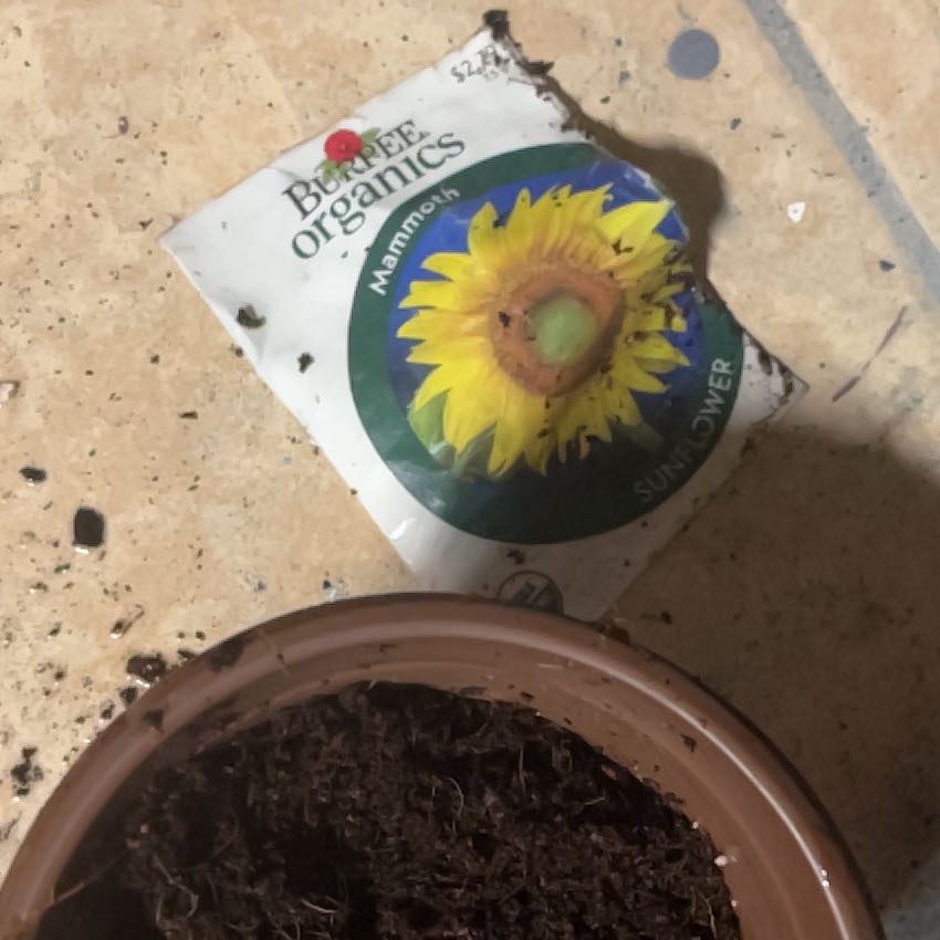 Photo of the plant species Common Sunflower 'Russian Mammoth' by @SublimeChollipo named Harper on Greg, the plant care app