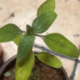 Plant care for Dianthus on Greg, the plant care app