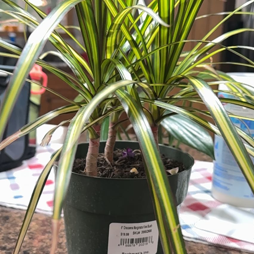 Photo of the plant species Kiwi Dracaena by @HolyRattleweed named Bigleef Smalls on Greg, the plant care app