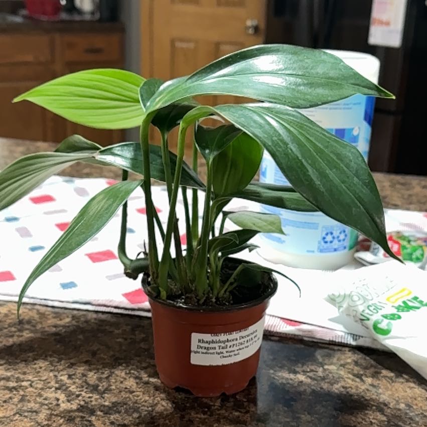 Photo of the plant species dragon tail by @HolyRattleweed named Wall-E on Greg, the plant care app