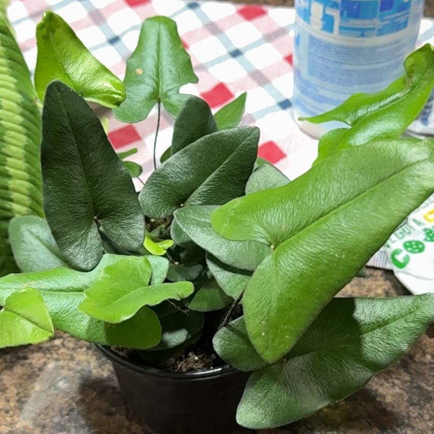 Photo of the plant species Heart Leaf Fern by @HolyRattleweed named Fernie Mercury on Greg, the plant care app