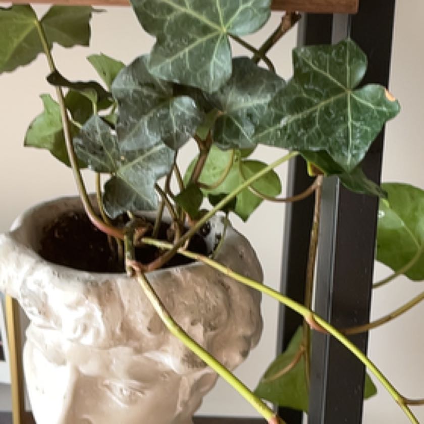 Photo of the plant species Gold Child Ivy by @RoundStarflower named David on Greg, the plant care app