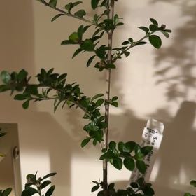 Photo of the plant species Snow Rose by @QuemefulChaya named Mando on Greg, the plant care app