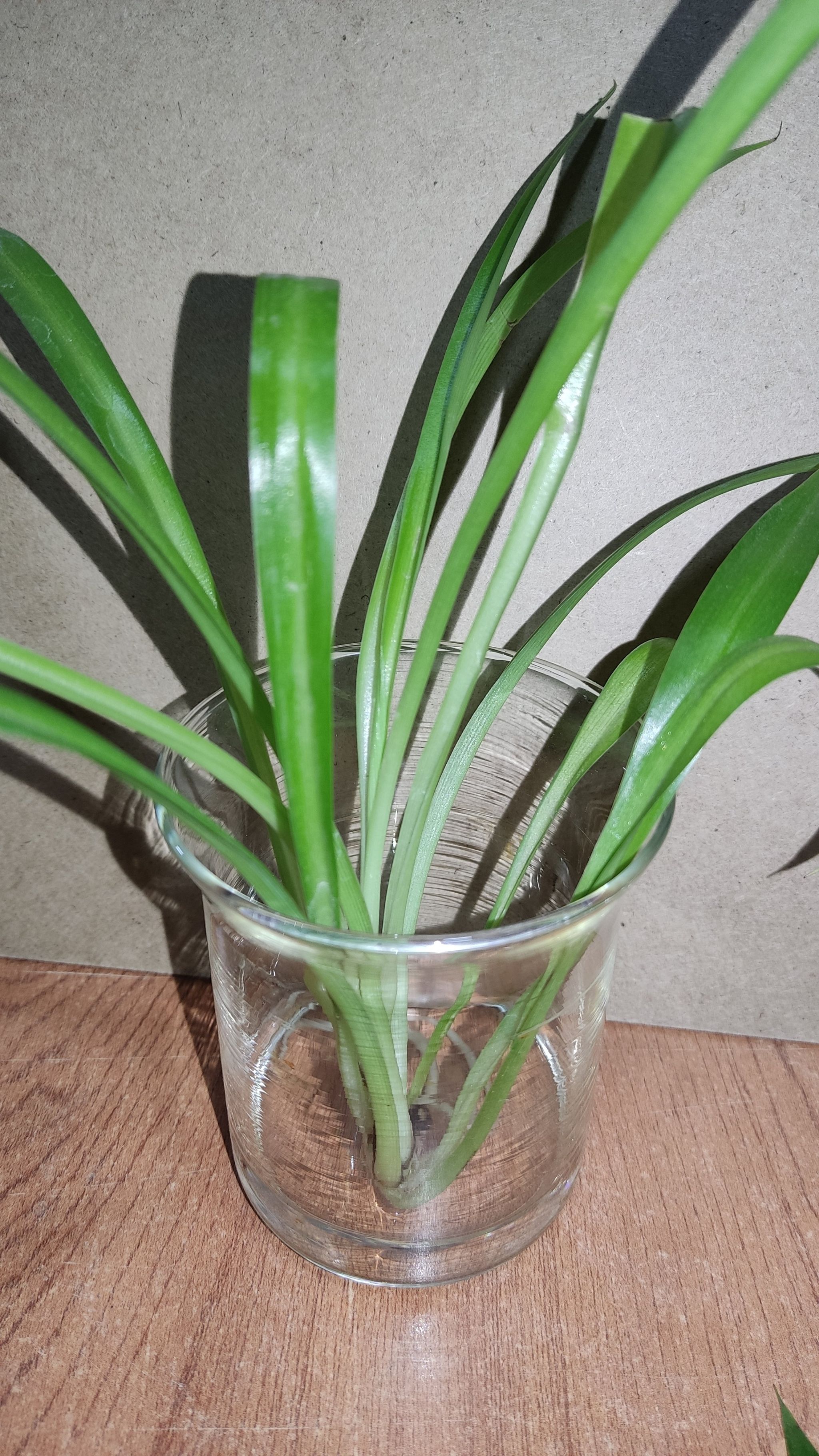 Photo of the plant species Solid Green Spider Plant by @BlazingHawthorn named Hemingway on Greg, the plant care app