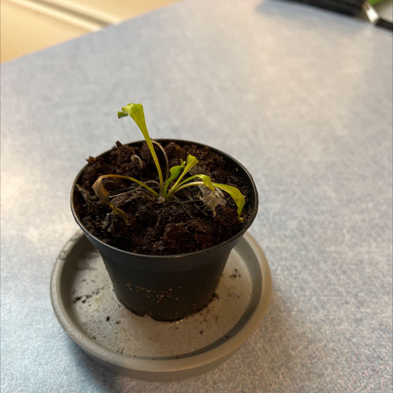 Venus Fly Trap plant in a small pot with visible soil and some browning leaves.