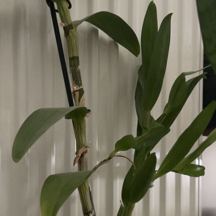 Photo of the plant species Dendrobium Love Memory Fizz by @JocoseWaiuatua named chambre 2 on Greg, the plant care app
