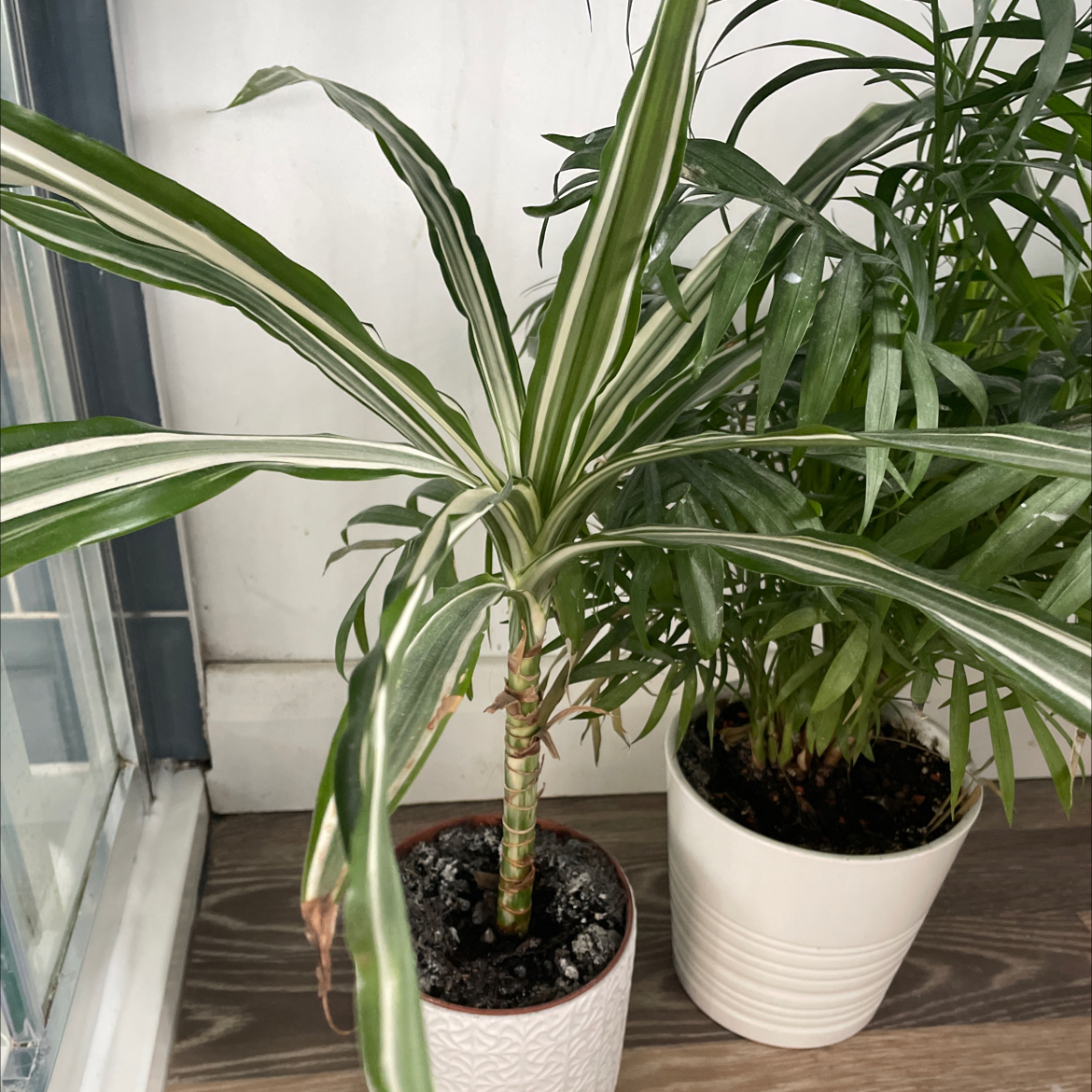 Cornstalk Dracaena plant photo by Suzannah named Spider II on Greg, the plant care app.