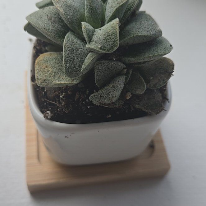 Photo of the plant species Crassula Morgan Hybrid w. Silver Springtime by @MajorCoralbeads named Harper on Greg, the plant care app