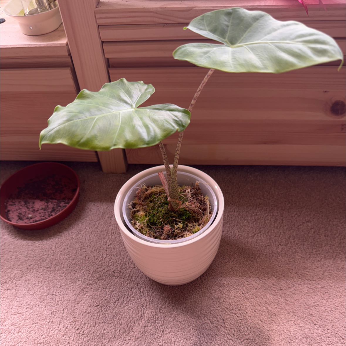 Photo of the plant species Alocasia New Guinea Gold by @Jonneh named Marilyn on Greg, the plant care app