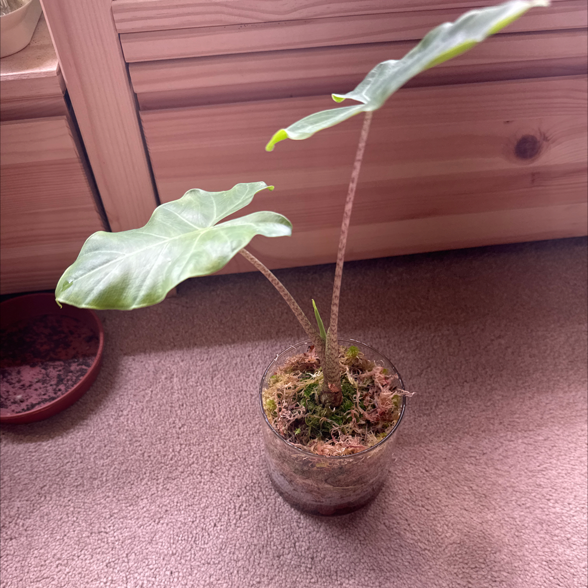 Photo of the plant species Alocasia New Guinea Gold by @Jonneh named Molboro on Greg, the plant care app