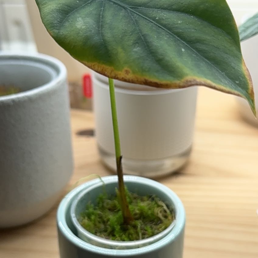 Photo of the plant species Alocasia Green Shield by @Jonneh named Sahara on Greg, the plant care app