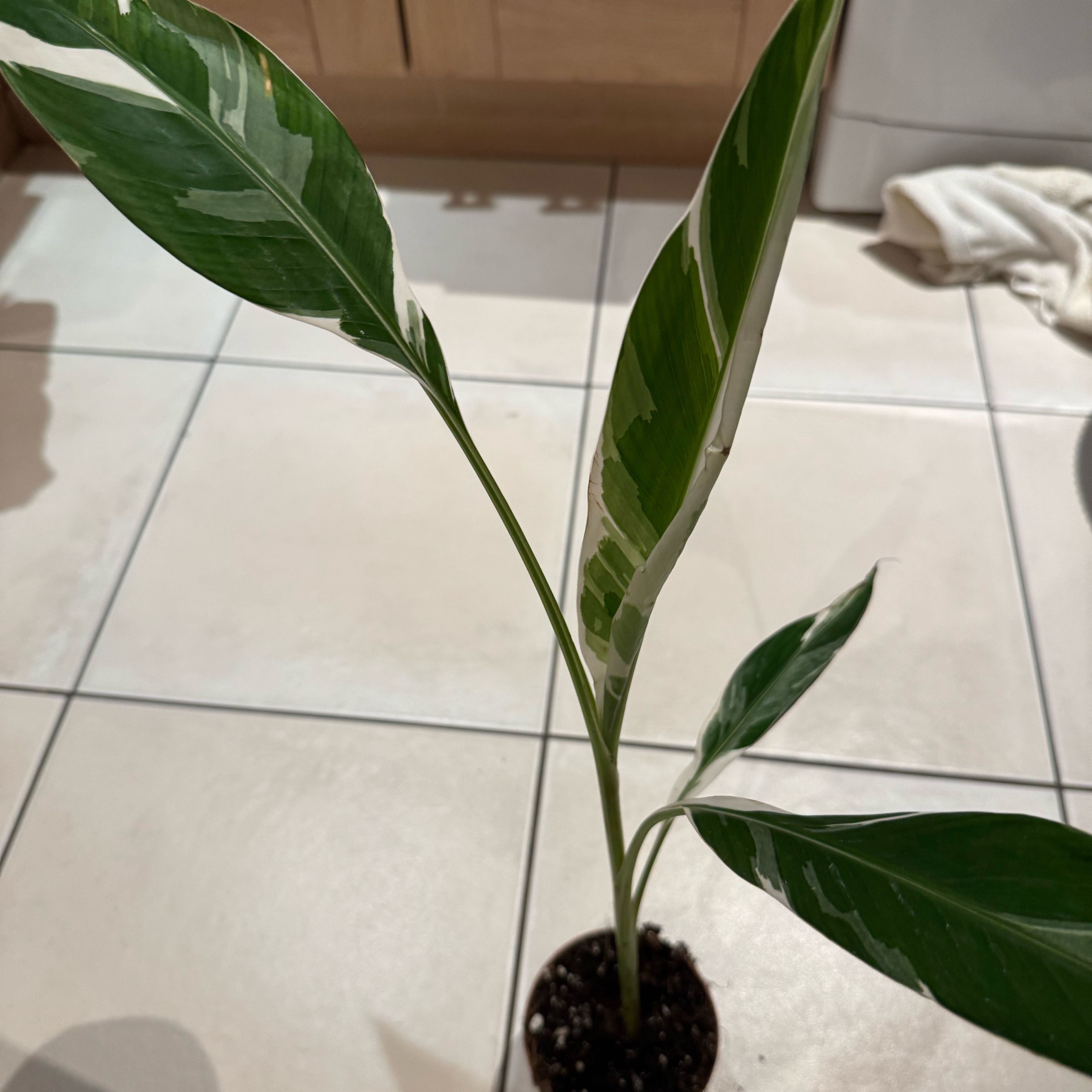 Photo of the plant species Florida Variegated Banana by @Jonneh named Blanc on Greg, the plant care app