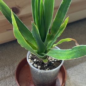 Photo of the plant species Canary Island Dragon Tree by @Jonneh named Solanz on Greg, the plant care app
