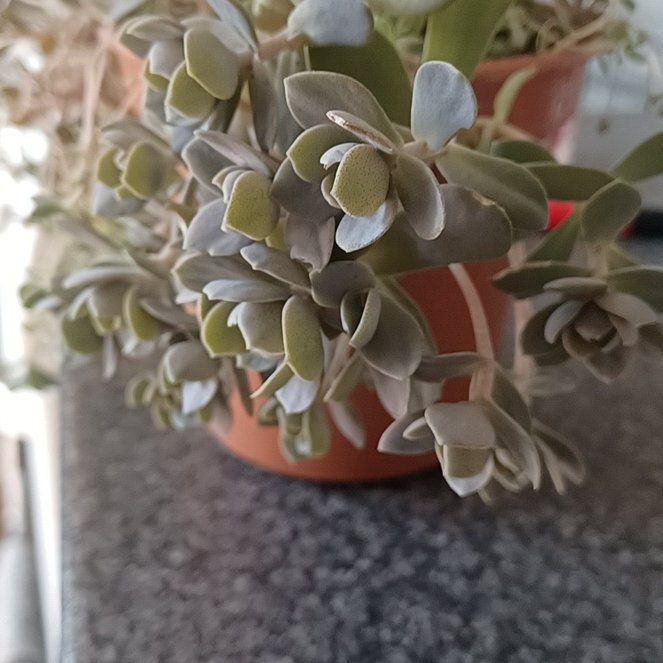 Photo of the plant species Chinese Hatplant by @JollyLeucophyta named Kardashian on Greg, the plant care app