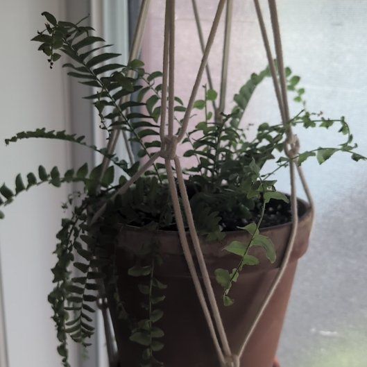 Photo of the plant species Kōwhai by @boukman named Cleopatra on Greg, the plant care app