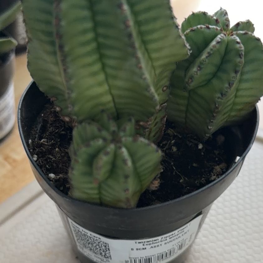 Photo of the plant species Tanzania Zipper Plant by @DesiredWoreya named ChloroPhil on Greg, the plant care app