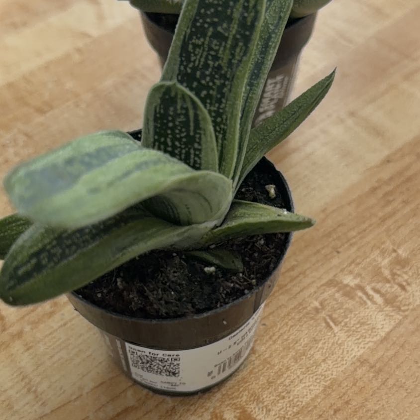 Photo of the plant species Gasteria 'Little Warty' by @DesiredWoreya named Kylie on Greg, the plant care app