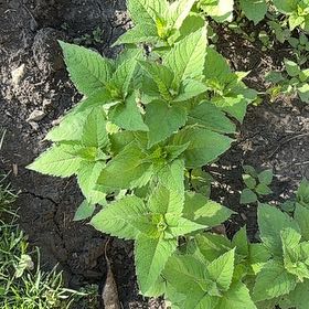 Photo of the plant species Scarlet Beebalm by @SuccinctPapaya named Muhammad Ali on Greg, the plant care app
