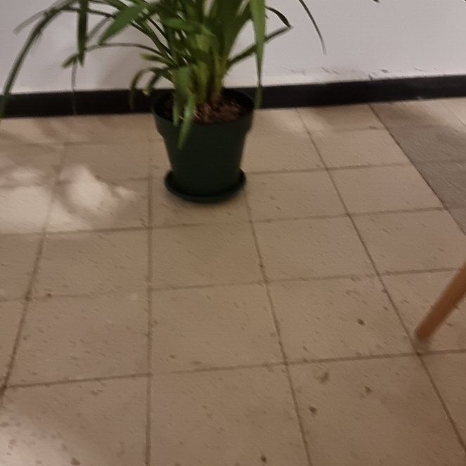 Photo of the plant species Finlayson's Cymbidium by @ToughToropapa52 named The baby on Greg, the plant care app