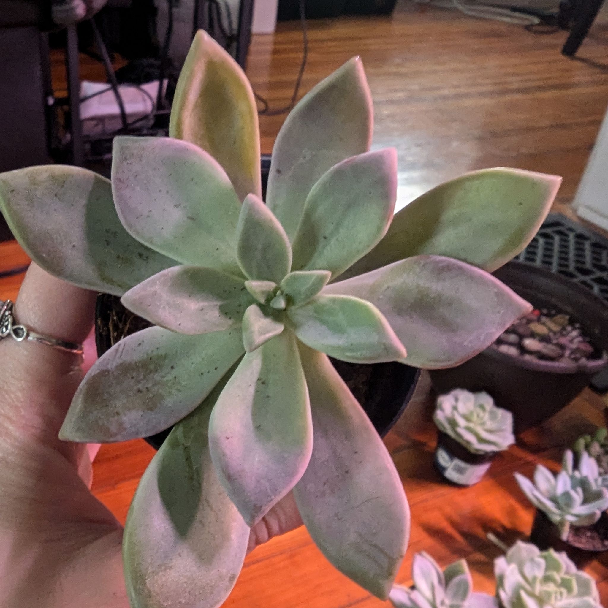 Photo of the plant species Graptopetalum 'Marquise de Sevigne' by @ZealSmithscress named Elle on Greg, the plant care app