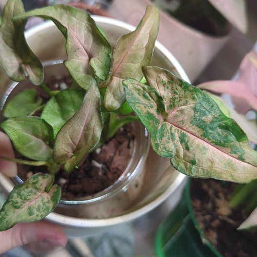 Photo of the plant species Pink Flecked Syngonium by @ZealSmithscress named McKinley on Greg, the plant care app