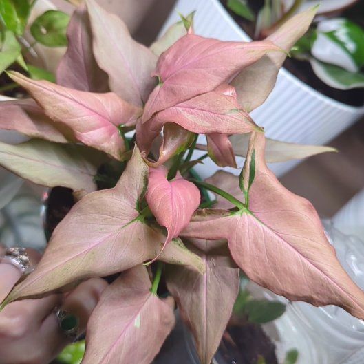 Photo of the plant species Syngonium podophyllum 'Mickey' by @ZealSmithscress named Aria on Greg, the plant care app