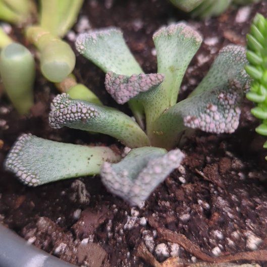 Photo of the plant species Jewel Plant by @ZealSmithscress named Girlfrond on Greg, the plant care app