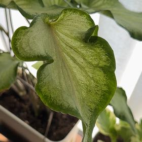 Photo of the plant species Caladium 'Thai Beauty' by @IdolAzurebluet named Terra on Greg, the plant care app