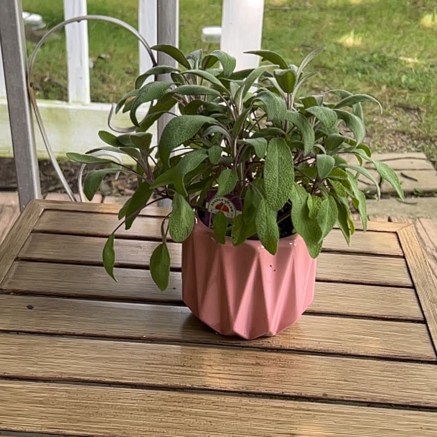 Photo of the plant species Purple Sage by @FitGuelderrose named Peter Parker on Greg, the plant care app