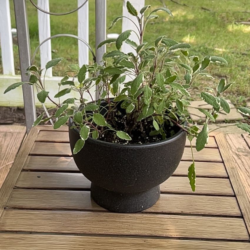 Photo of the plant species Tricolor Sage by @FitGuelderrose named Osmo on Greg, the plant care app