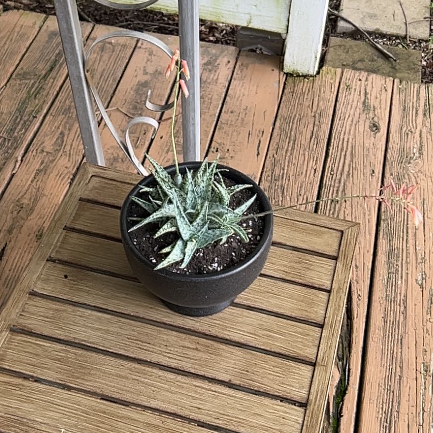 Photo of the plant species Aloe 'White Fox' by @FitGuelderrose named Naomi on Greg, the plant care app