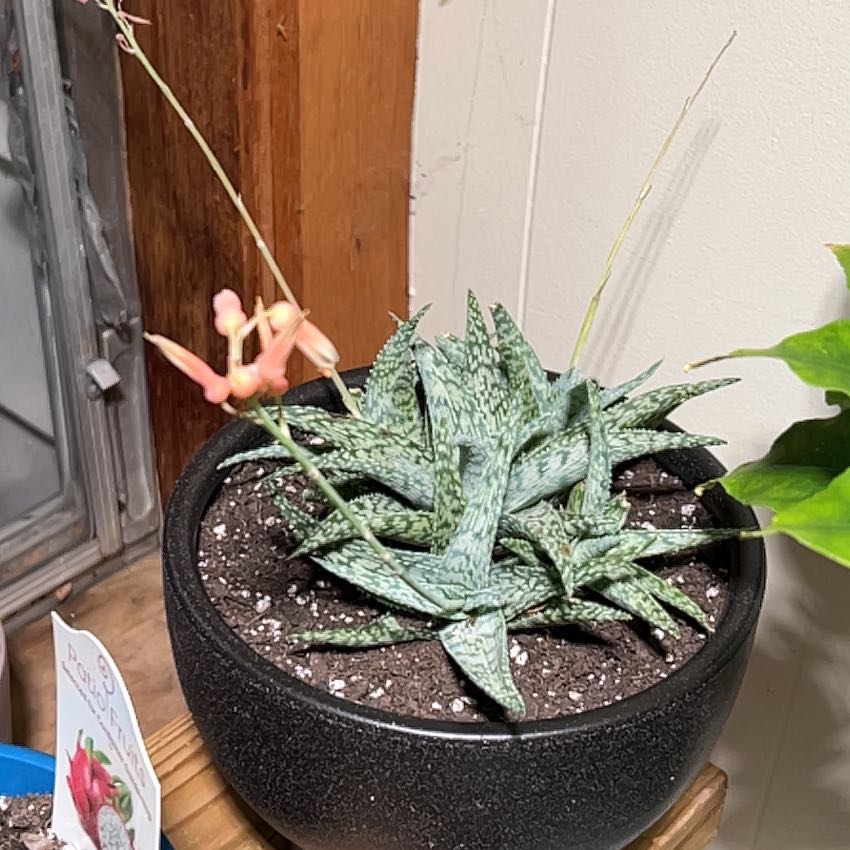 Photo of the plant species Aloe 'White Fox' by @FitGuelderrose named Gregarious on Greg, the plant care app