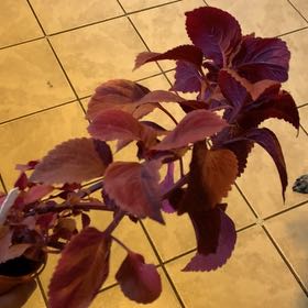 Photo of the plant species Solar Flare by @CalmVerbenasage named Demi on Greg, the plant care app