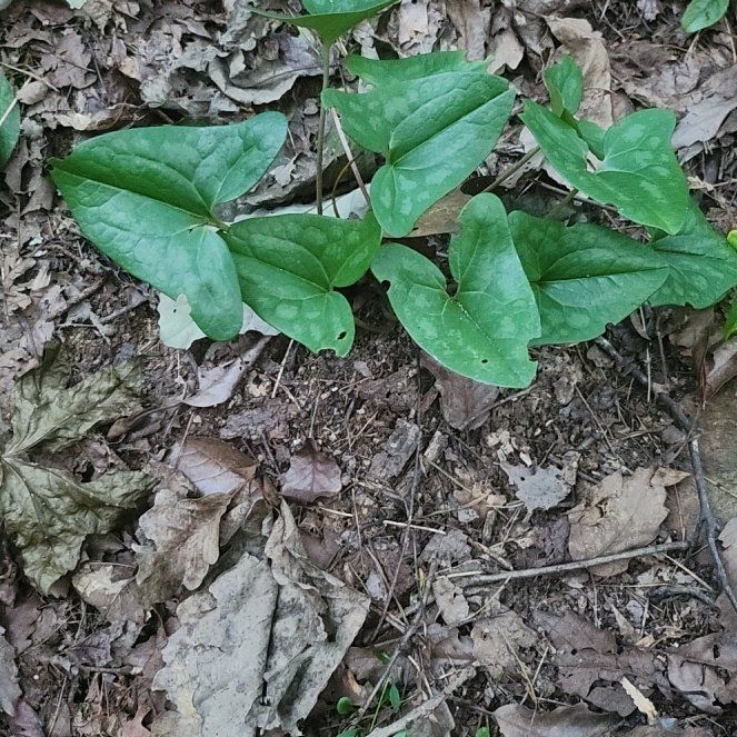 Photo of the plant species Hexastylis arifolia by @SuperbEggplant named Baesil on Greg, the plant care app