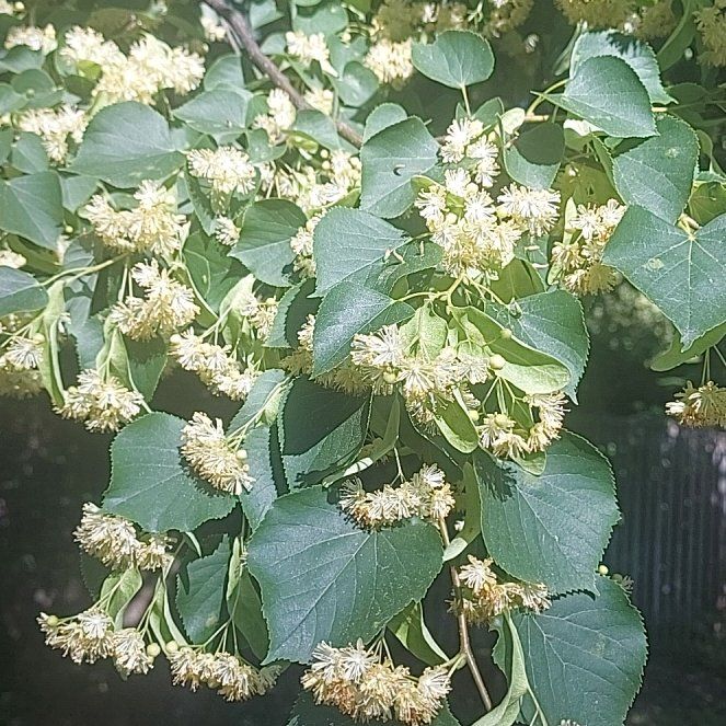 Photo of the plant species Littleleaf Linden by @TidyKeylimetree named Baesil on Greg, the plant care app