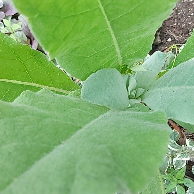 Photo of the plant species Mullein by @TidyKeylimetree named Kylie on Greg, the plant care app