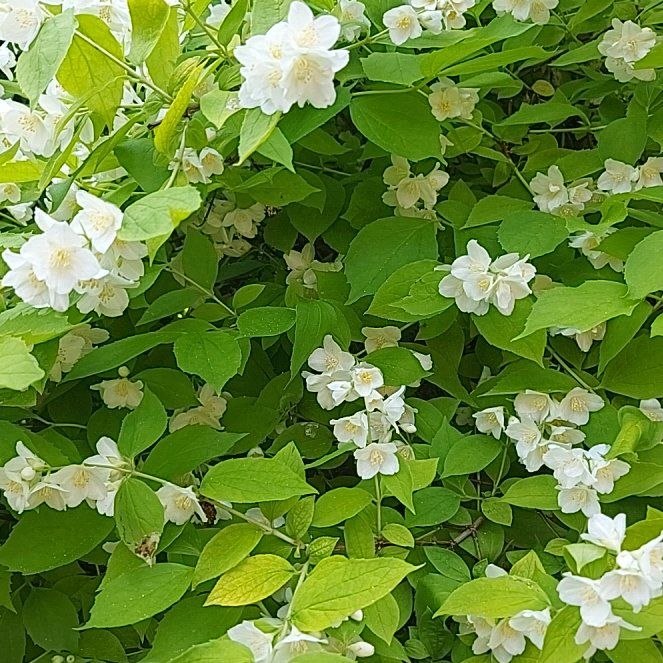 Photo of the plant species Sweet Mock Orange by @TidyKeylimetree named Beckham on Greg, the plant care app