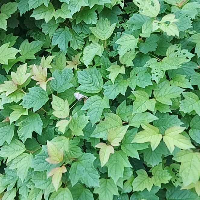 Photo of the plant species American Cranberrybush Viburnum by @TidyKeylimetree named Sonora on Greg, the plant care app
