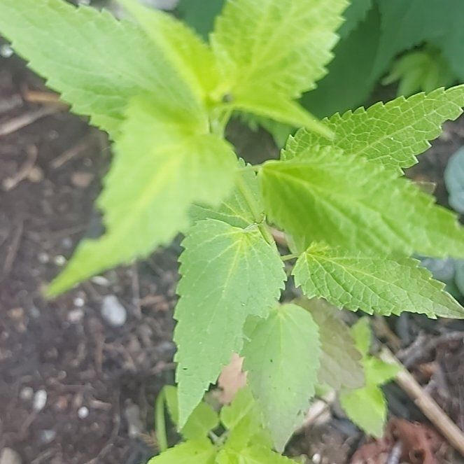 Photo of the plant species Fragrant Giant Hyssop by @TidyKeylimetree named Plato on Greg, the plant care app