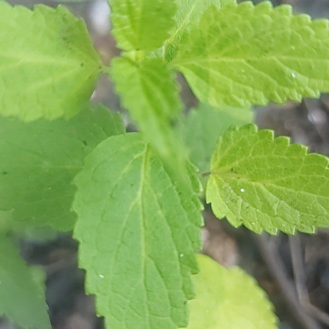 Photo of the plant species Fragrant Giant Hyssop by @TidyKeylimetree named Harper on Greg, the plant care app