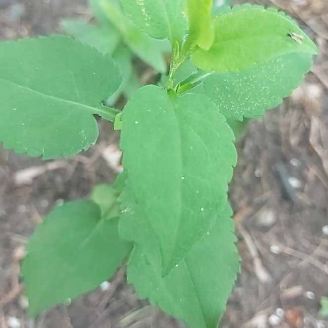 Photo of the plant species Pink Turtlehead by @TidyKeylimetree named Beyonce on Greg, the plant care app