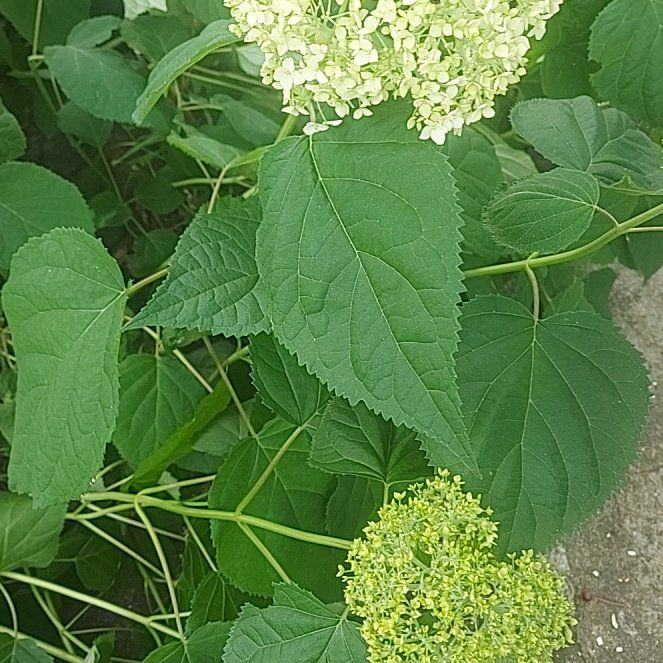 Photo of the plant species Ashy Hydrangea by @TidyKeylimetree named Kardashian on Greg, the plant care app